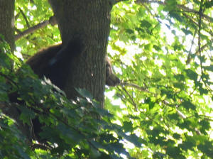 Black Bear in Tree