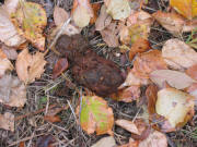 Bear Scat