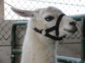 Northwest Montana Fair