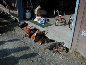 Dead Chickens