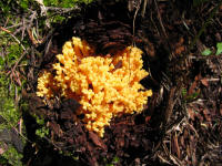 Coral Mushroom