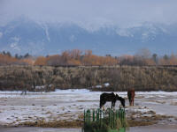 Horses in field