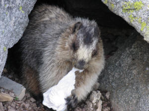 Marmot eats paper towel