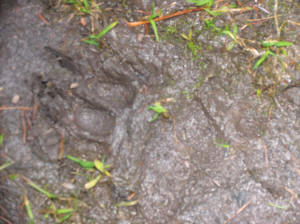 Bear Tracks