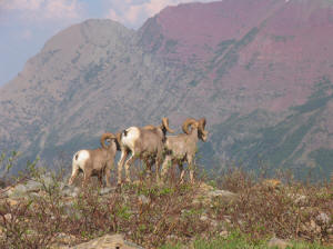 Bighorn Rams, Grinnell Glacier Trail, Glacier National Park