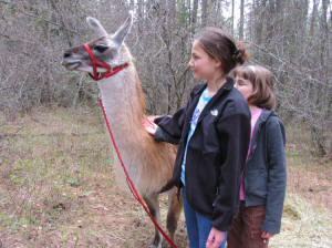 Llama at Forestry Expo